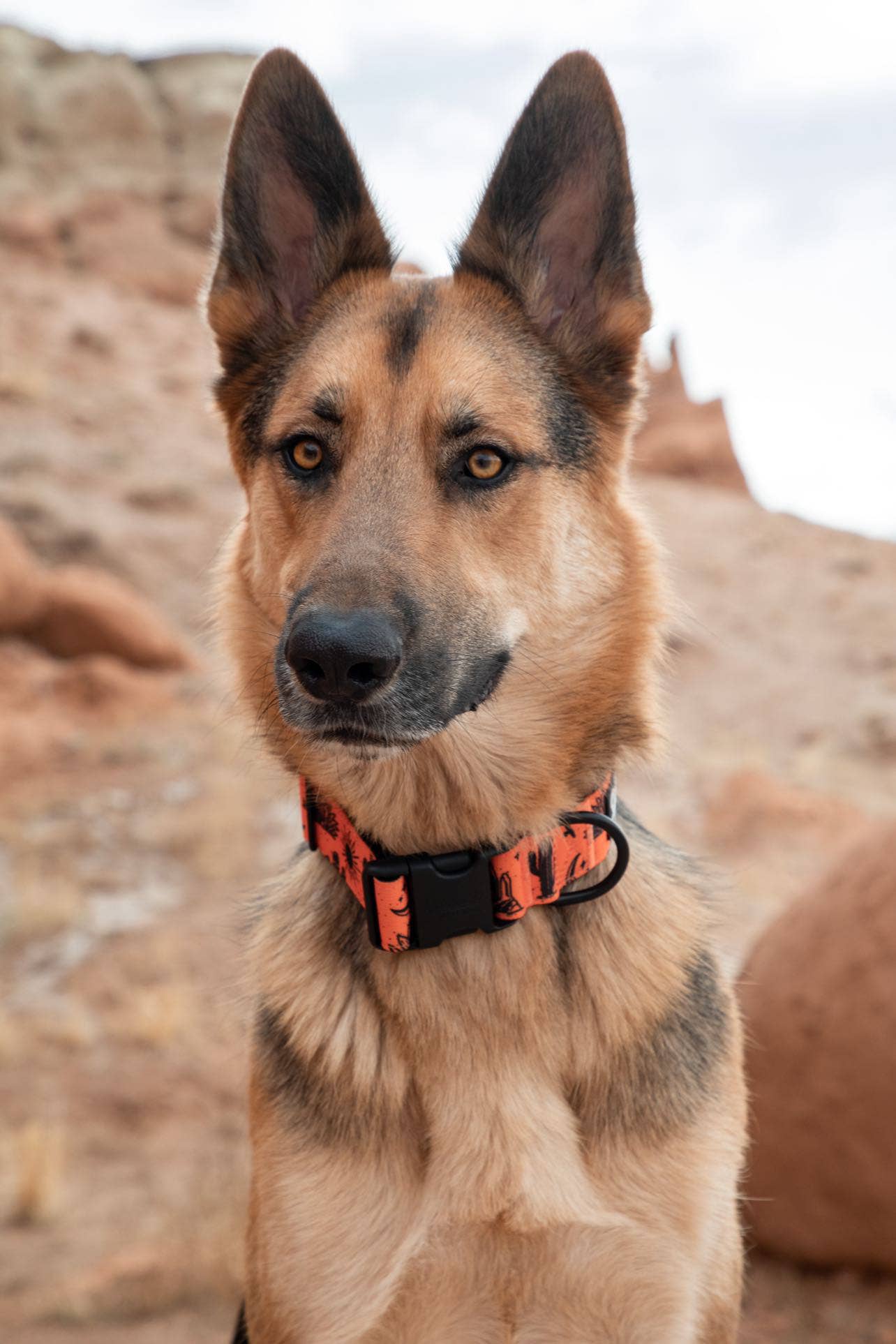Orange Agave Dog Collar