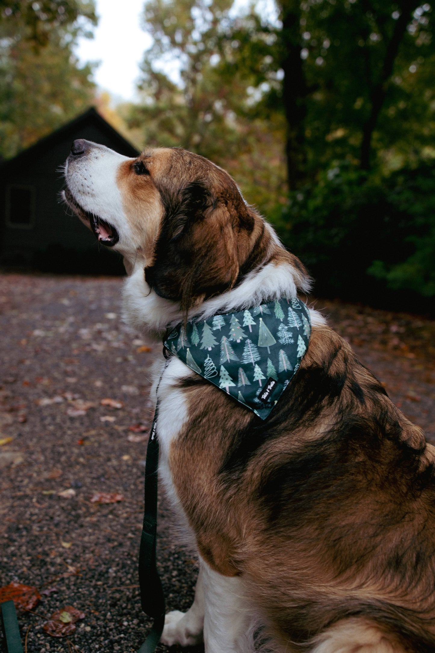 O Christmas Tree Dog Bandana