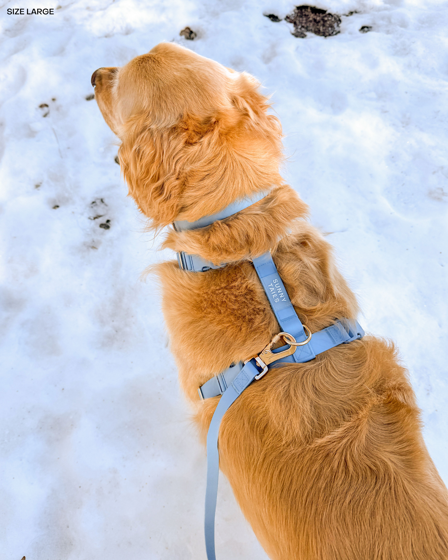 Malibu Blue Waterproof Dog Collar