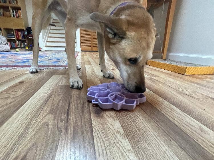 Mandala "Softie" eTray Enrichment Tray for Dogs: Light Green