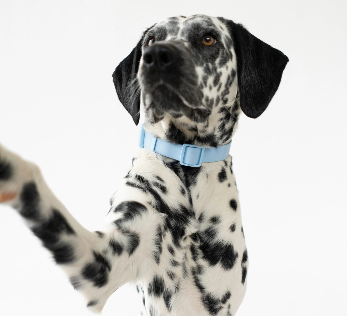 Springer Light Blue Waterproof Dog Collar