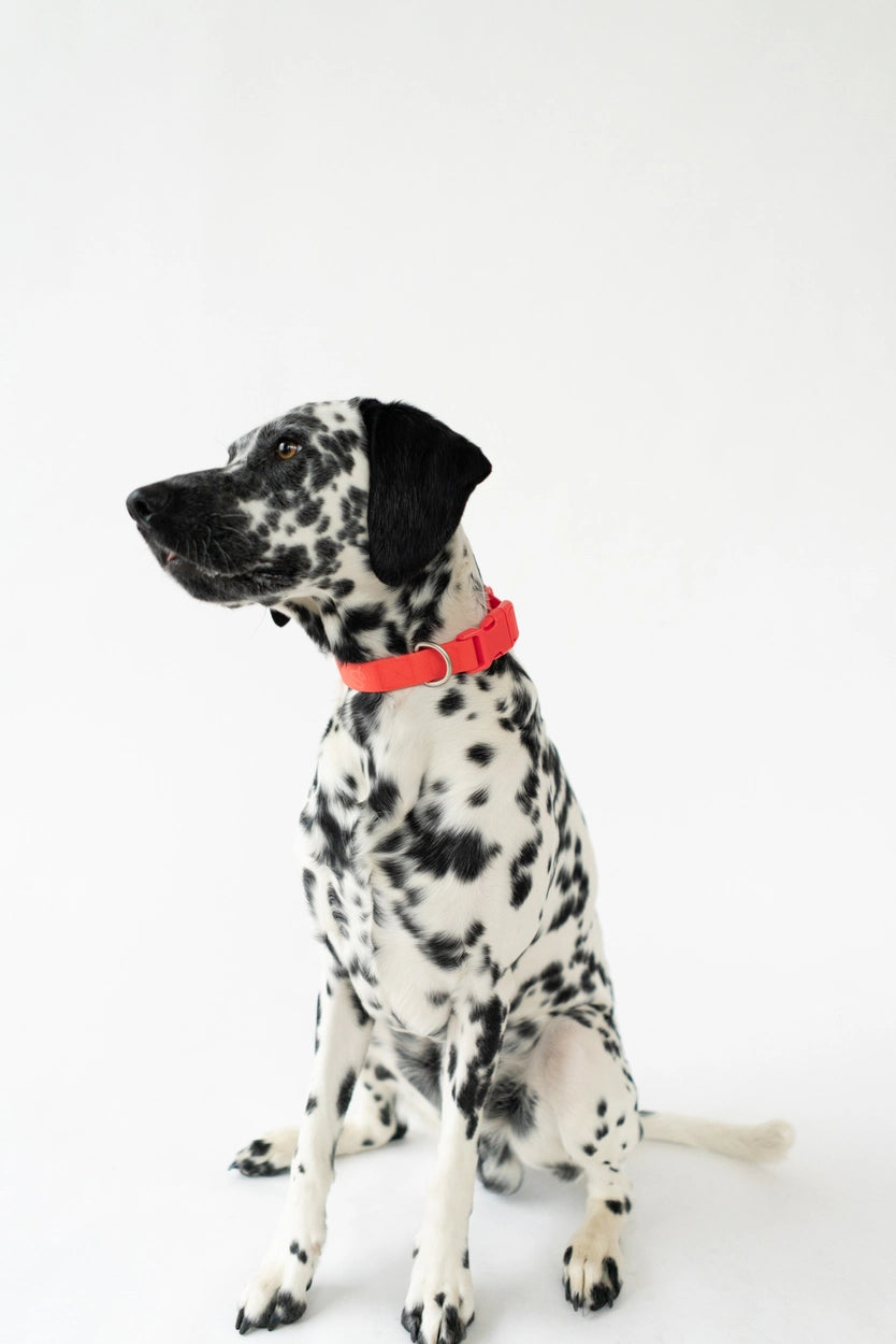 Springer Red Waterproof Dog Collar