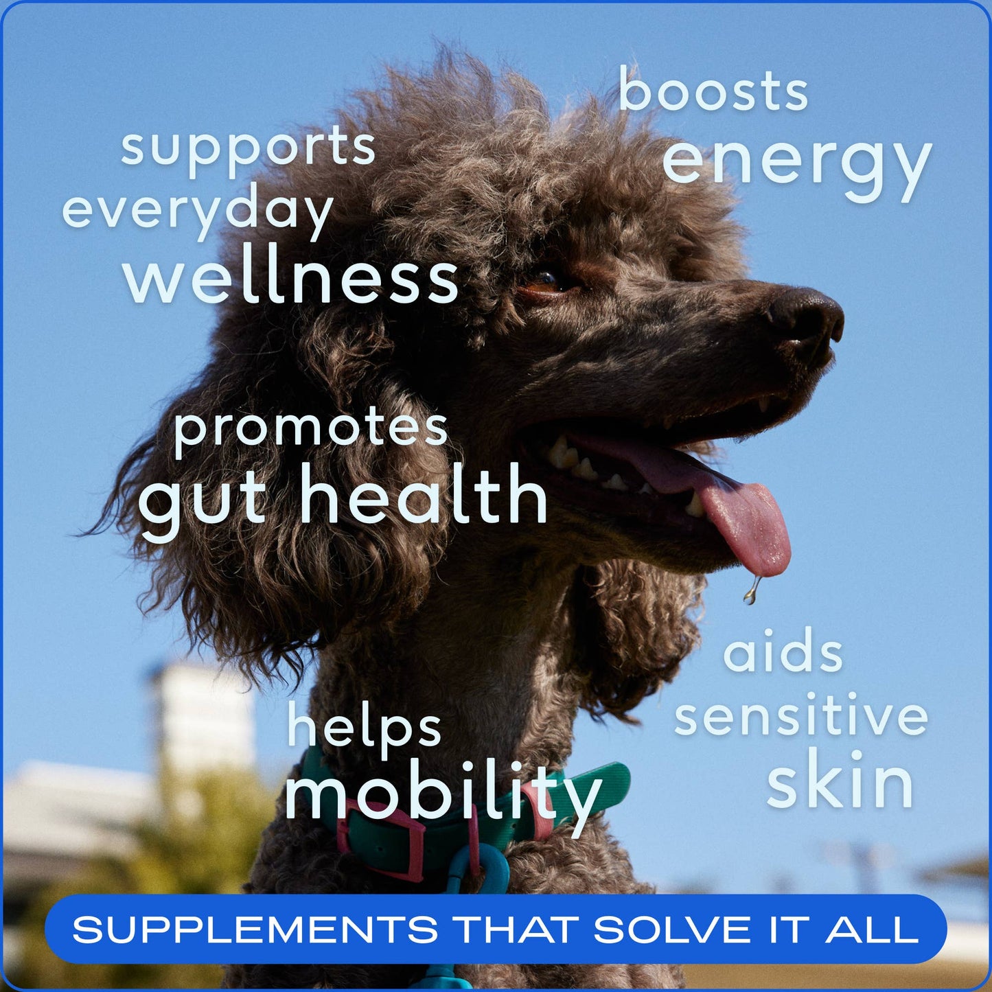 Native Pet The Daily Powder Supplement, 11-in-1 Multivitamins for Dogs