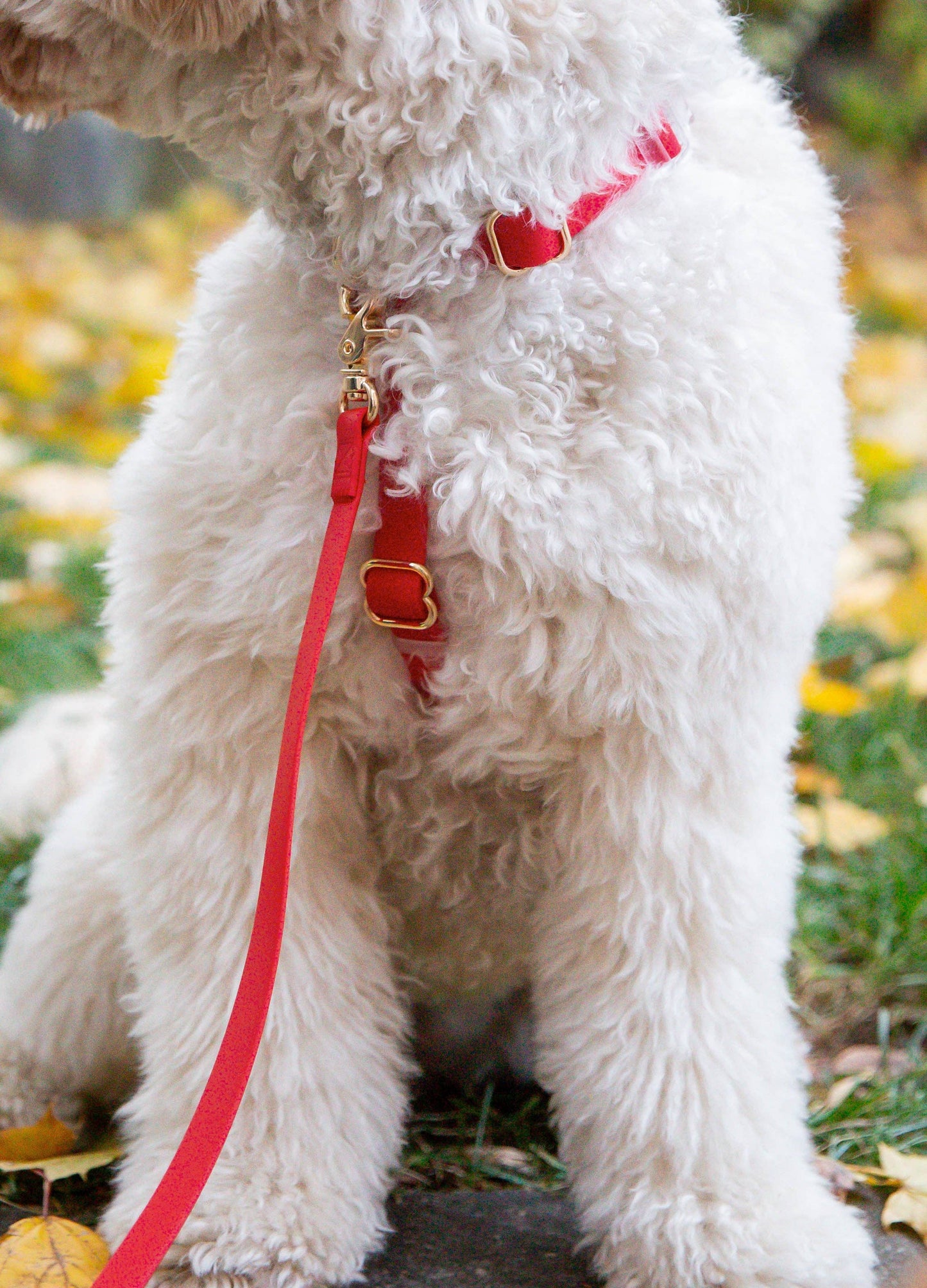 Dog Leash Waterproof - Cherry Red |5 FT