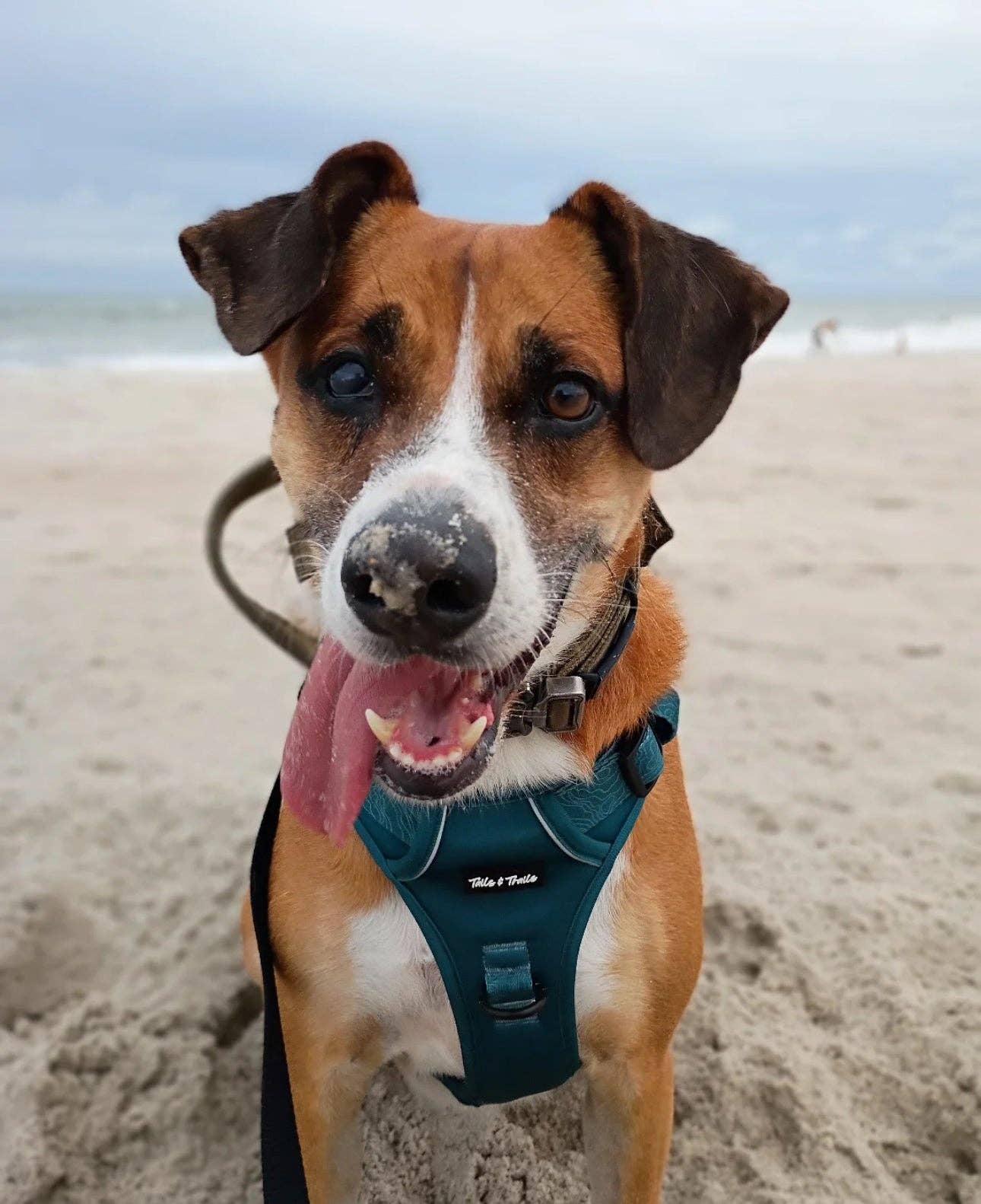 Evergreen Adventure Dog Harness