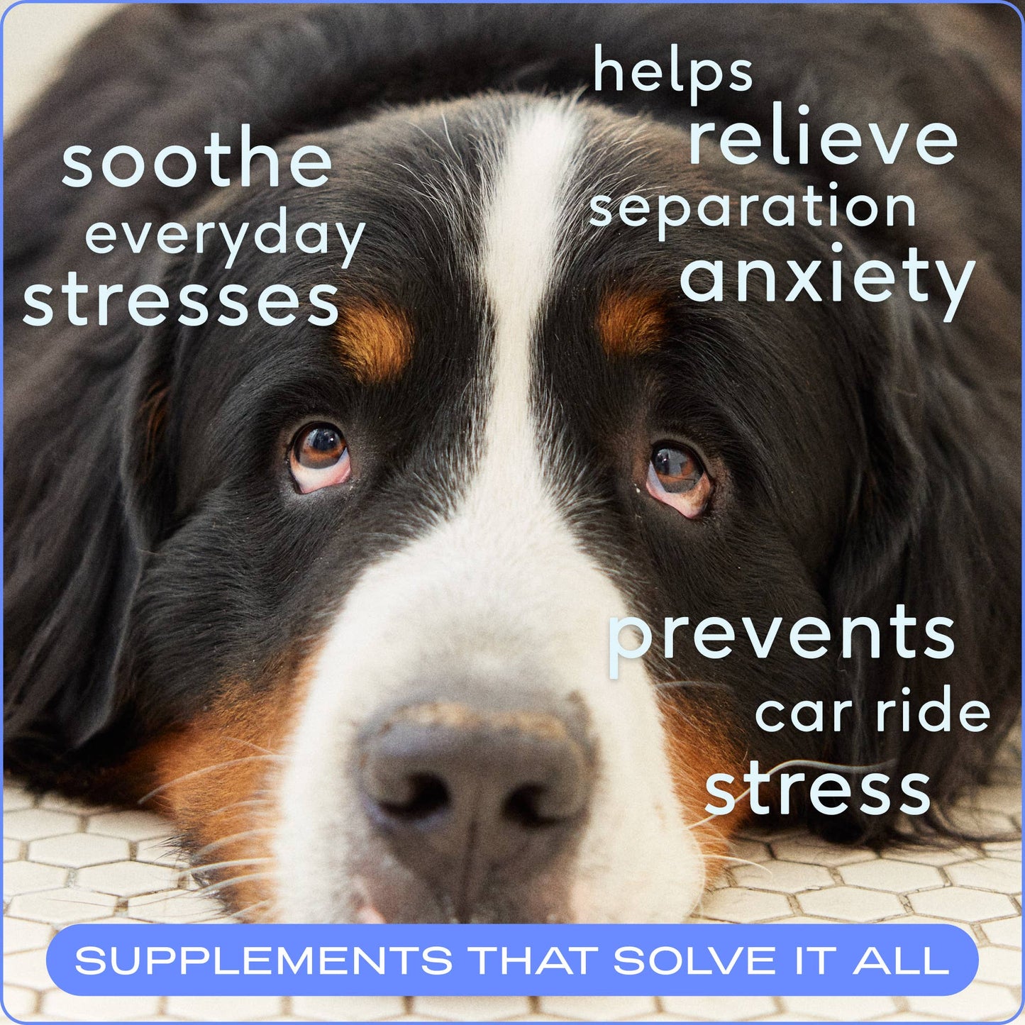 Calm Chews Supplement for Dogs