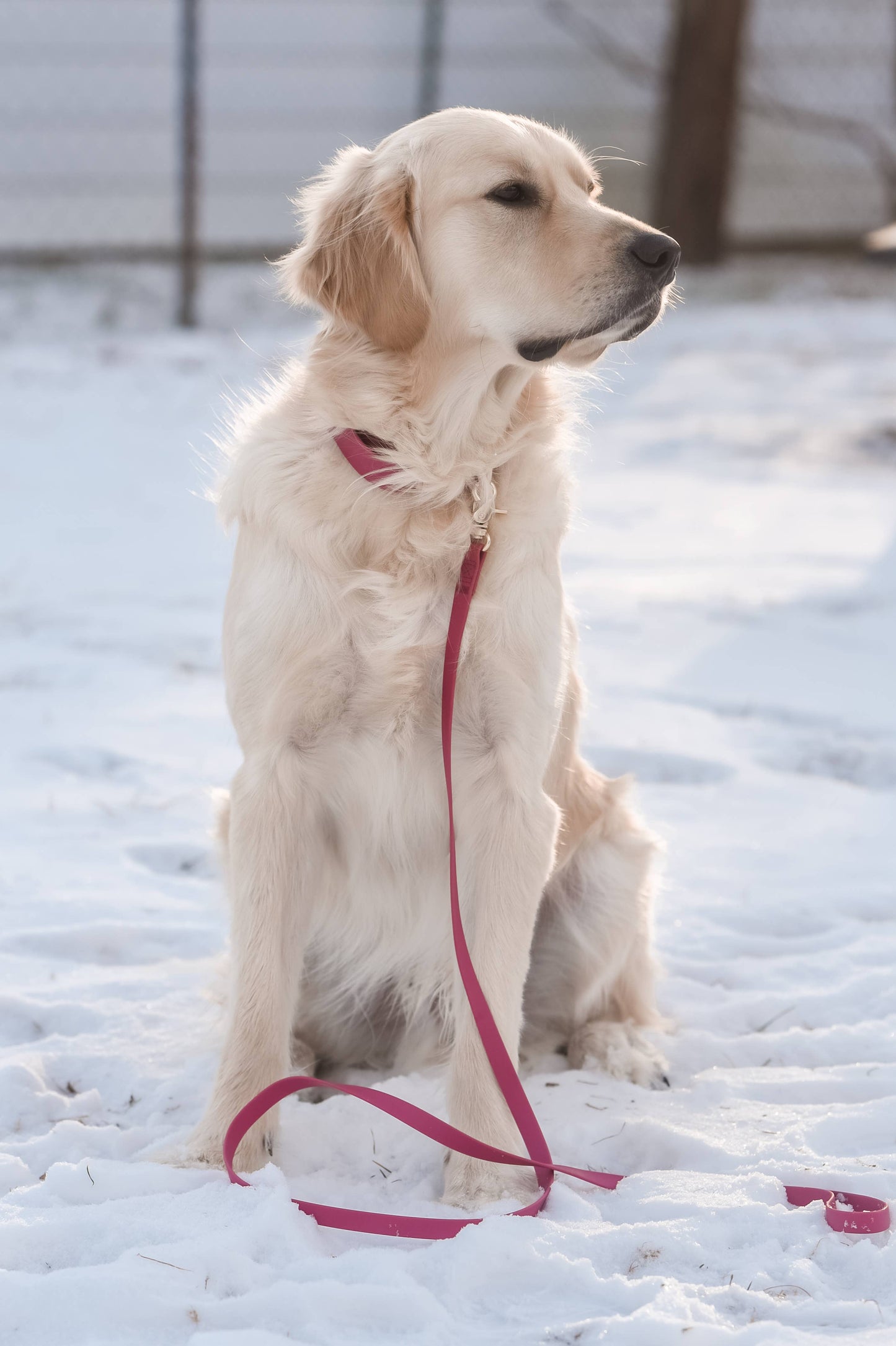Mulberry Burgundy Waterproof Dog Collar