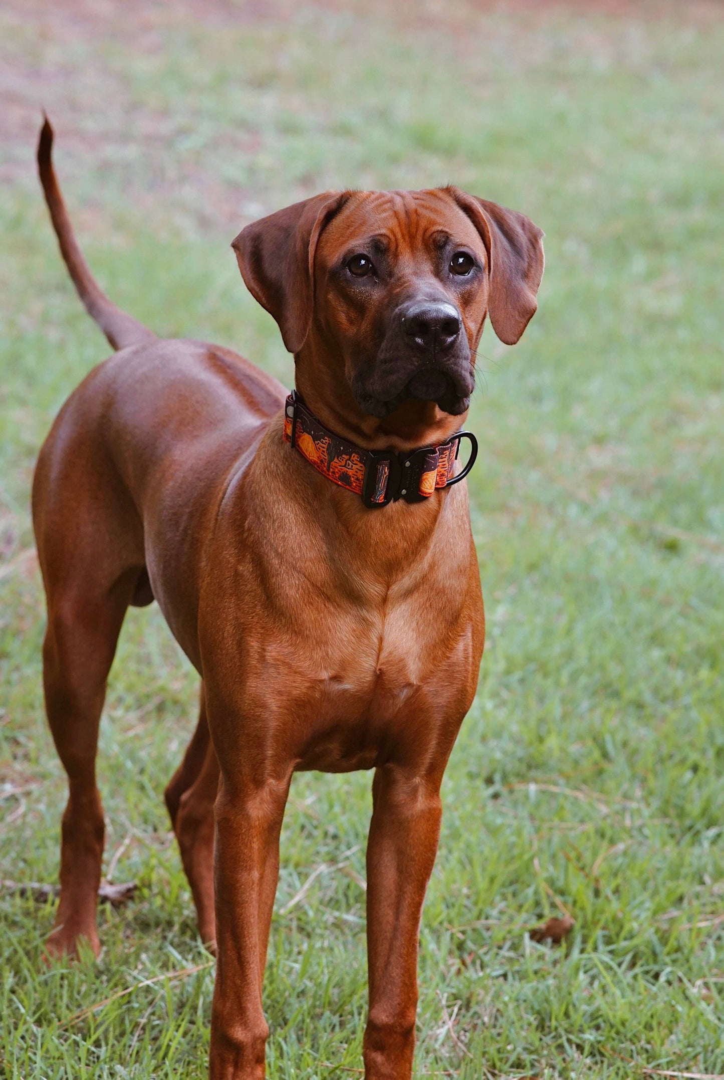 Desert Camp Out Dog Collar - Black