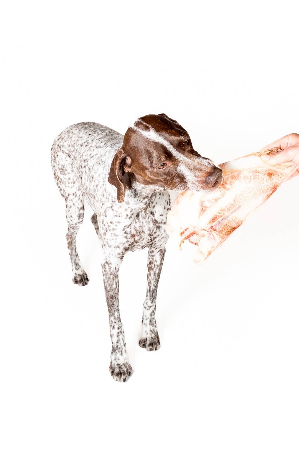 Winnie Lou Bison Scapula Chews