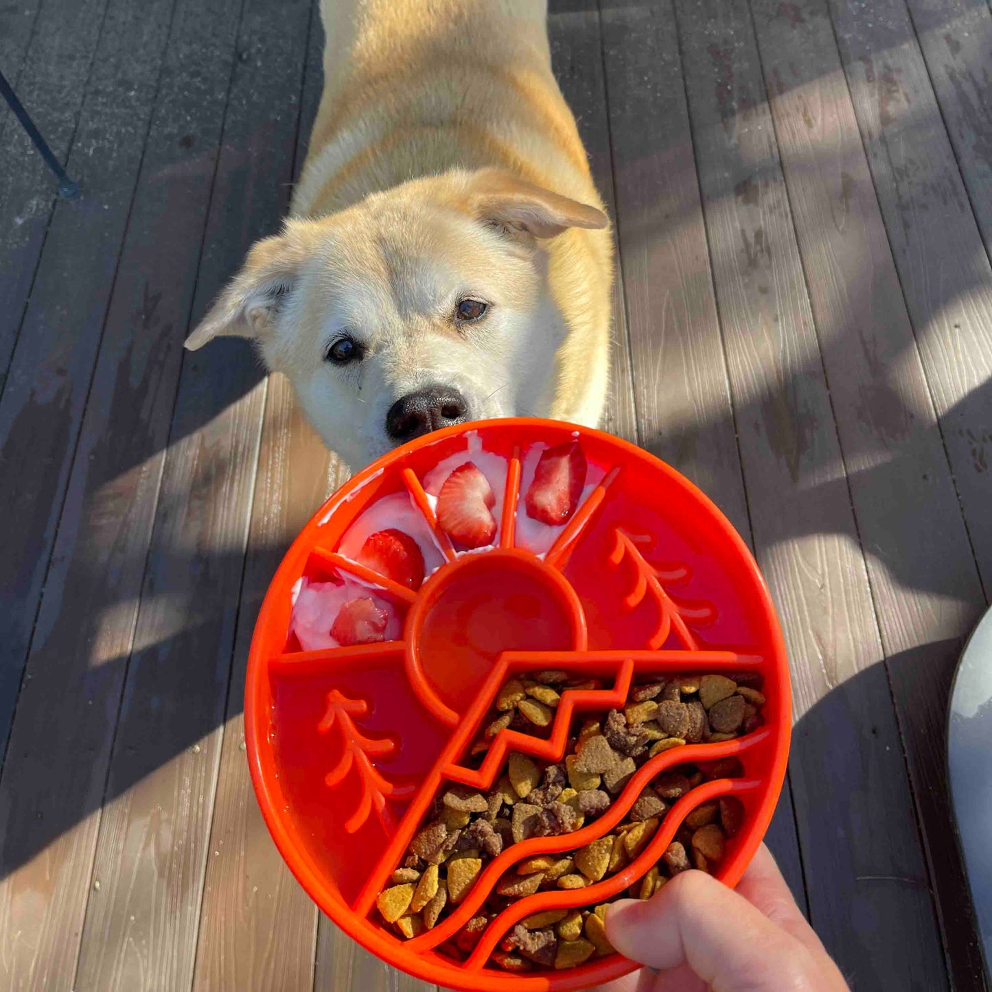 Great Outdoors Slow Feeder Bowl for: Orange