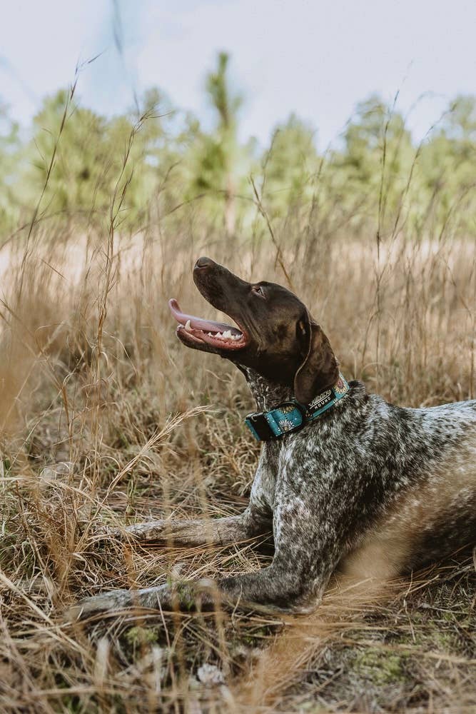 Bees Knees Teal Dog Collar: Small