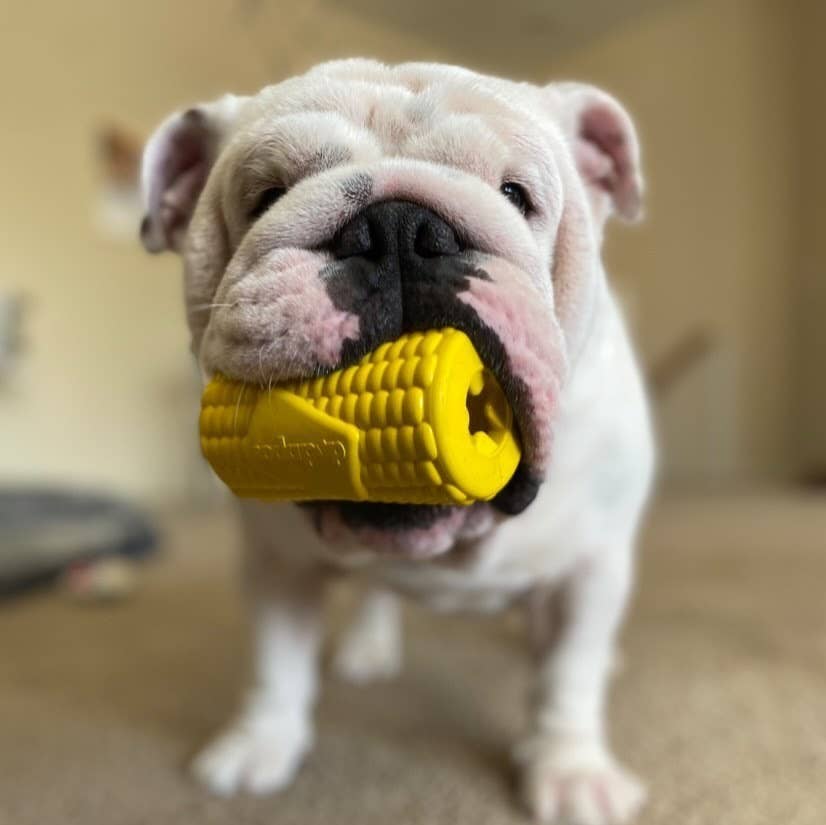 Corn on the Cob Treat Dispenser - Yellow: Large