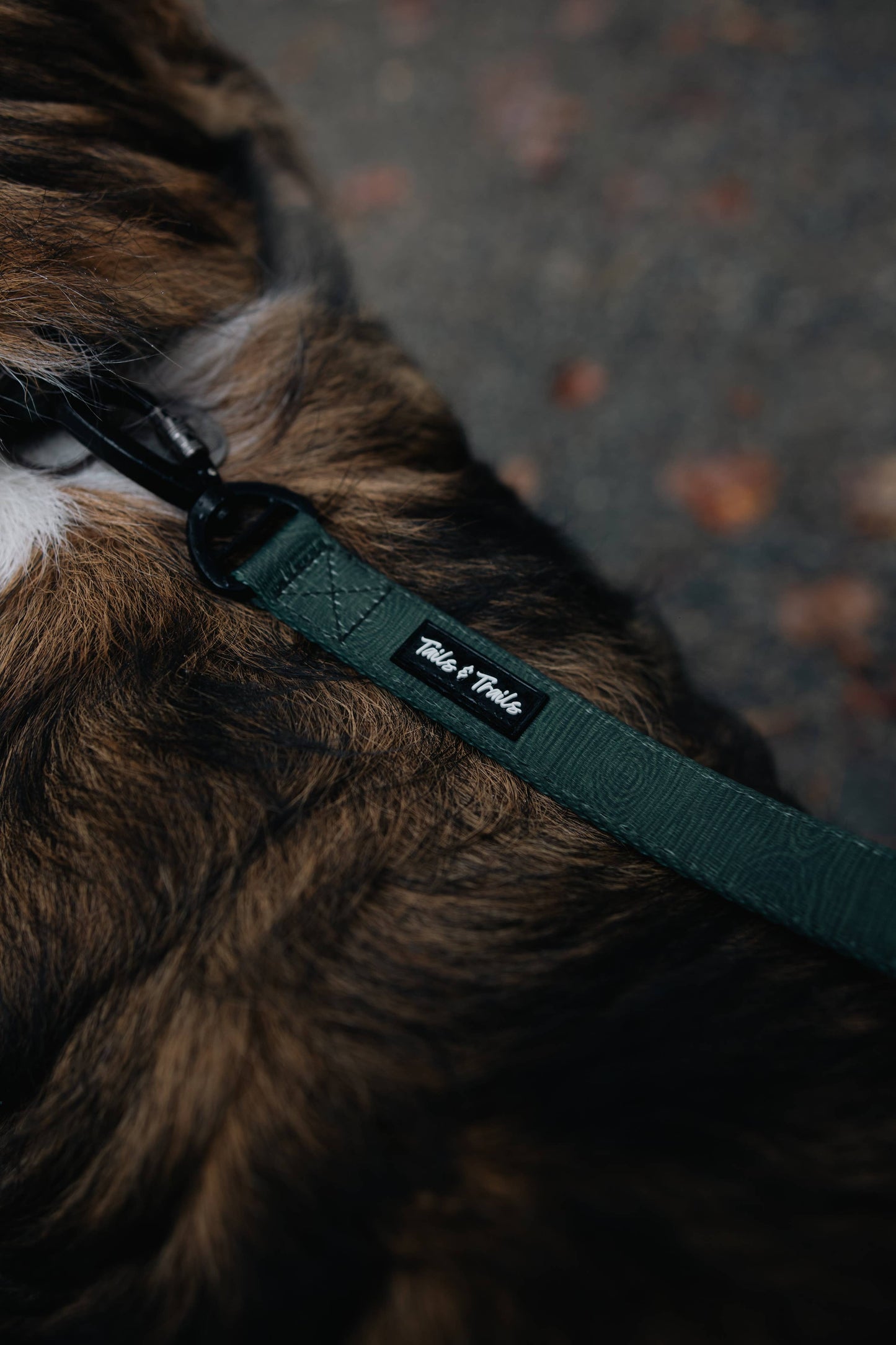 Cedar Trail Dog Collar: Medium