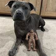 Happy Staffy Staffy Balboa Dog Toy