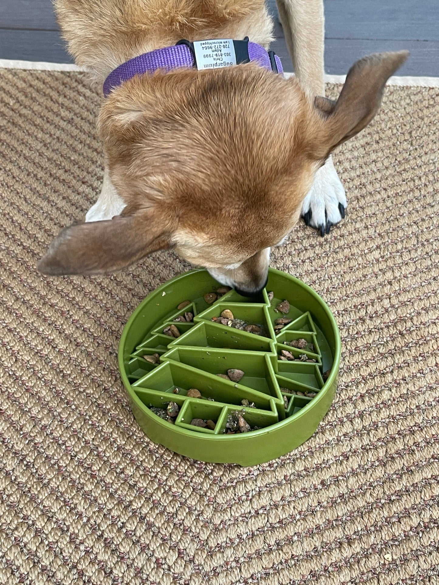 Pine Tree Enrichment Slow Feeder Bowl for Dogs: Trees ebowl - Green