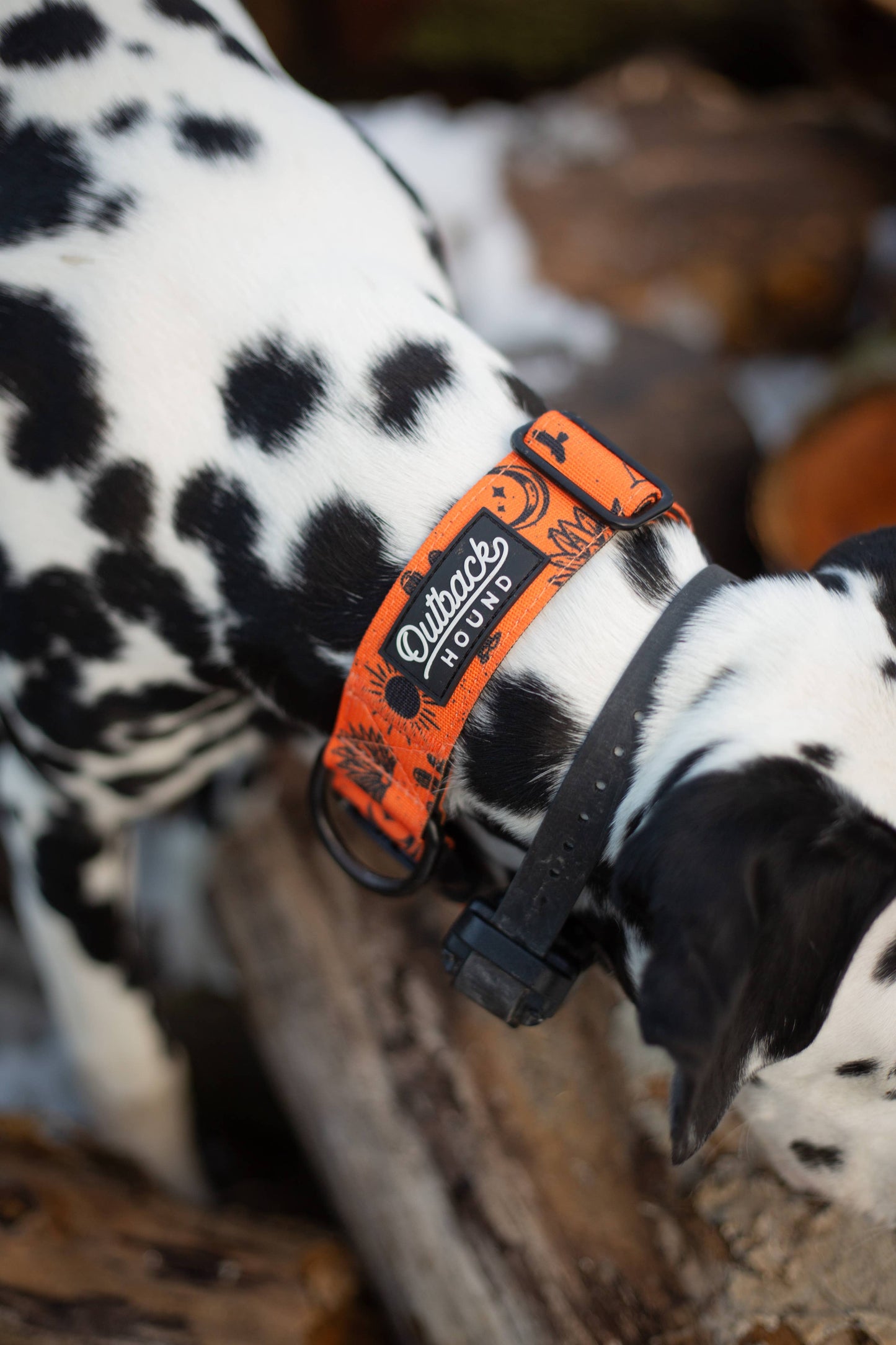 Orange Agave Dog Collar
