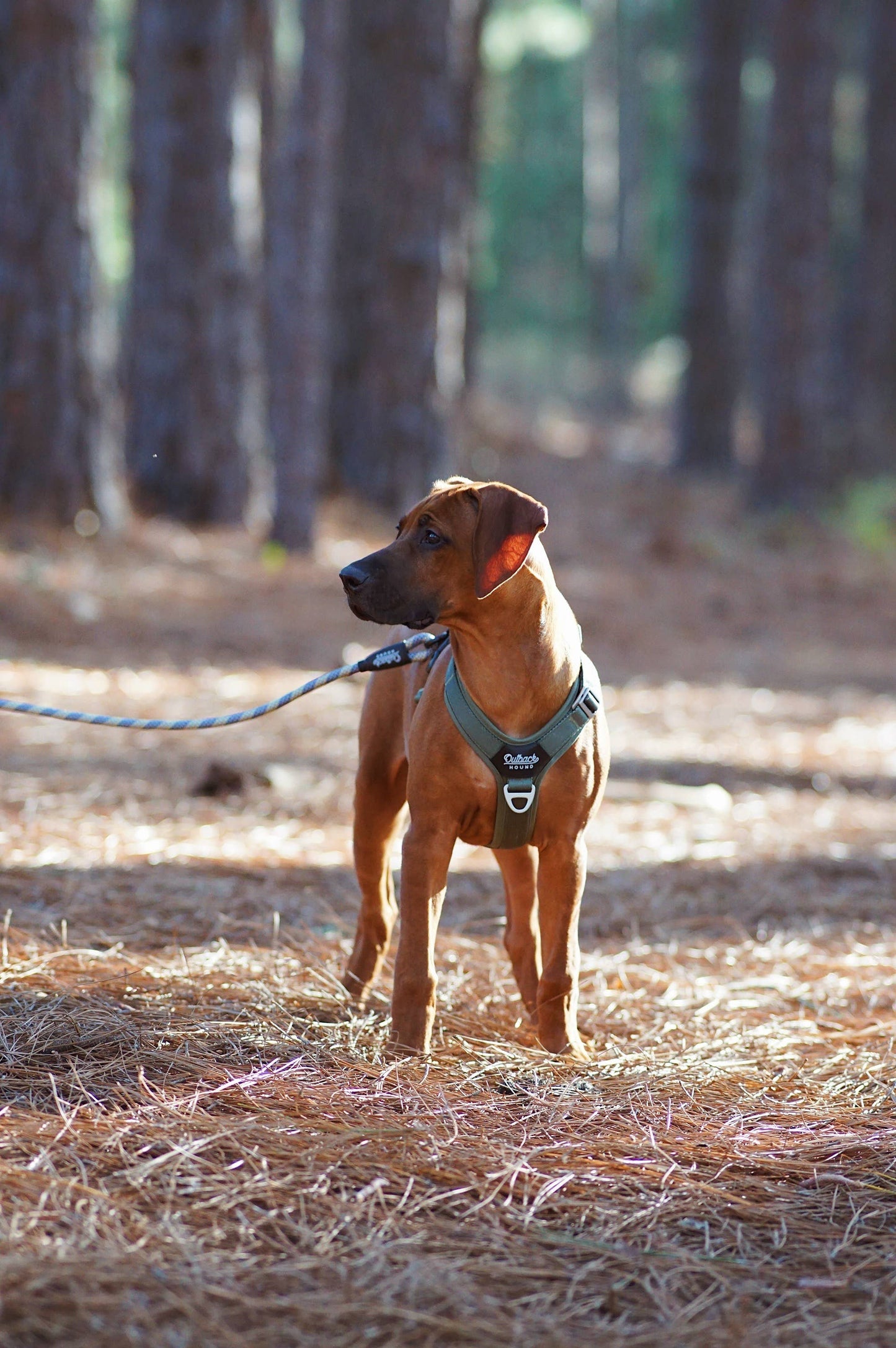 Outback Hound Lite Comfort Harness - Ranger Green