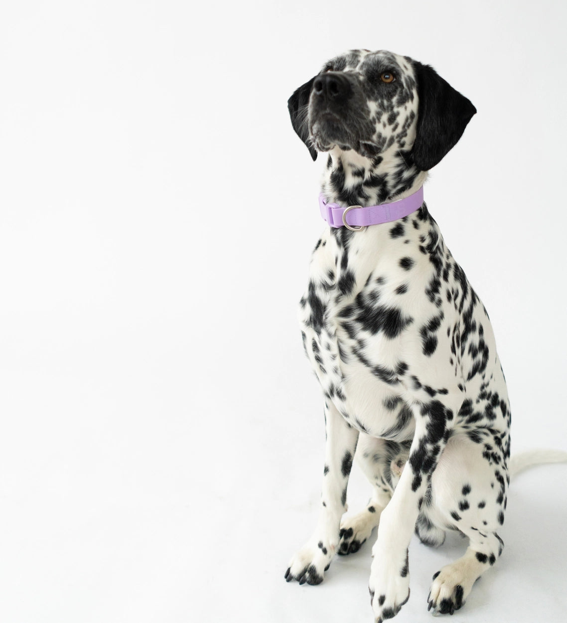 Springer Purple Waterproof Dog Collar