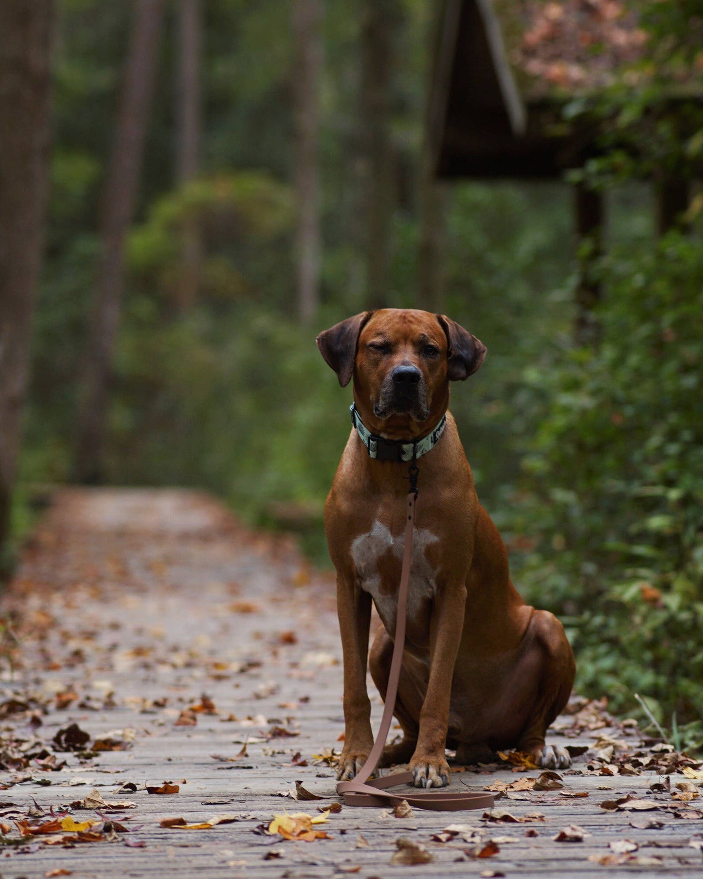 Shoreline Leash - Tan