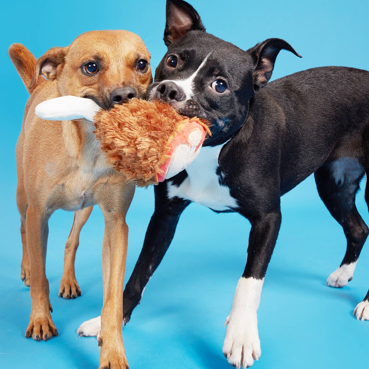 BARK Tavern Turkey Leg Plush Toy