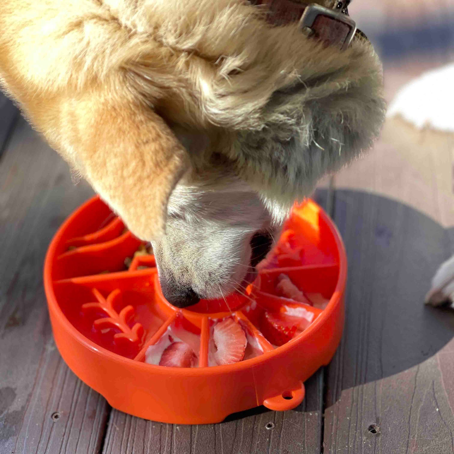 Great Outdoors Slow Feeder Bowl for: Orange