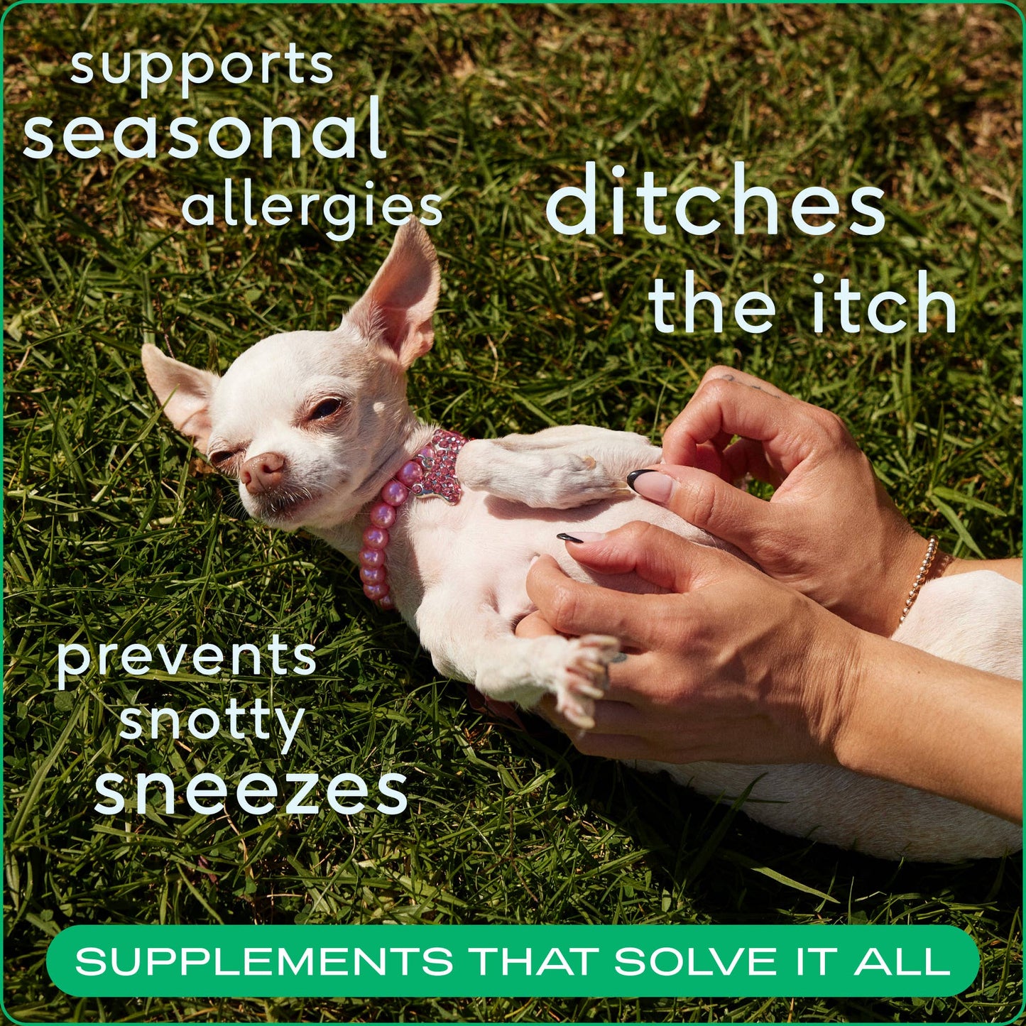 Native Pet Allergy & Immune Chews