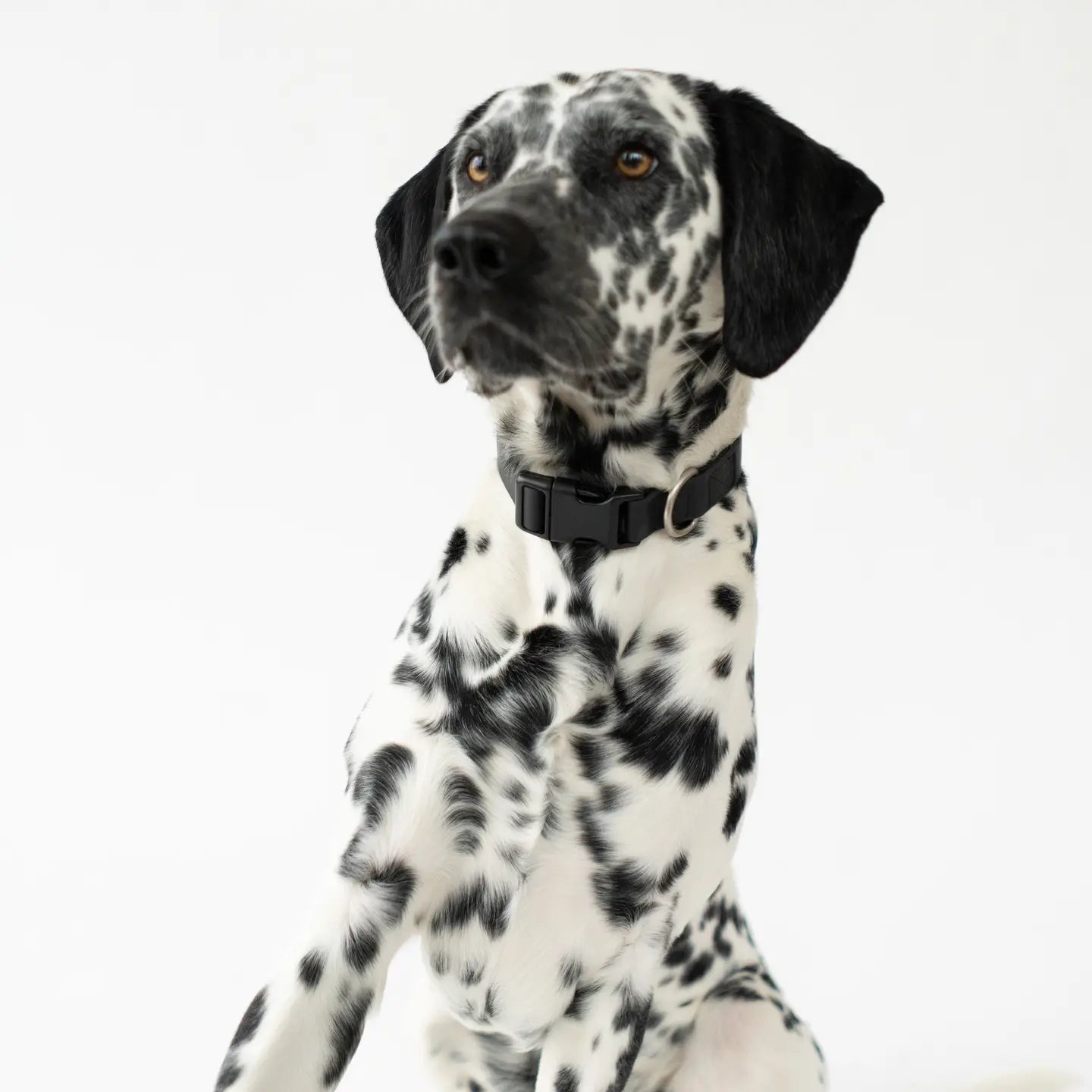 Springer Black Waterproof Dog Collar