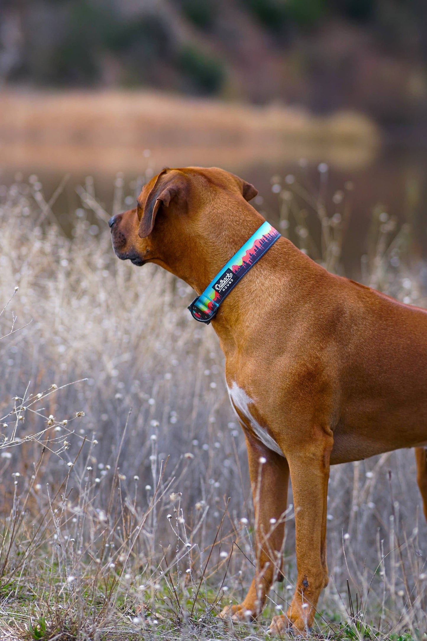 Mountain Sunset Dog Collar