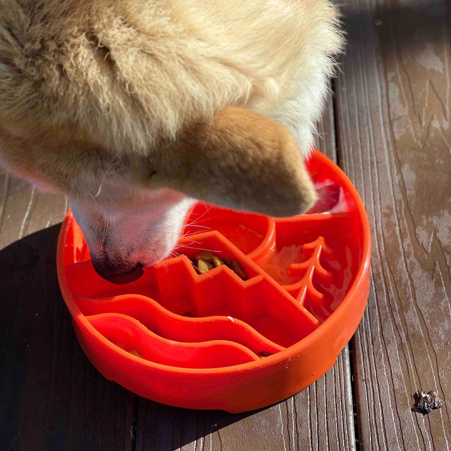 Great Outdoors Slow Feeder Bowl for: Orange
