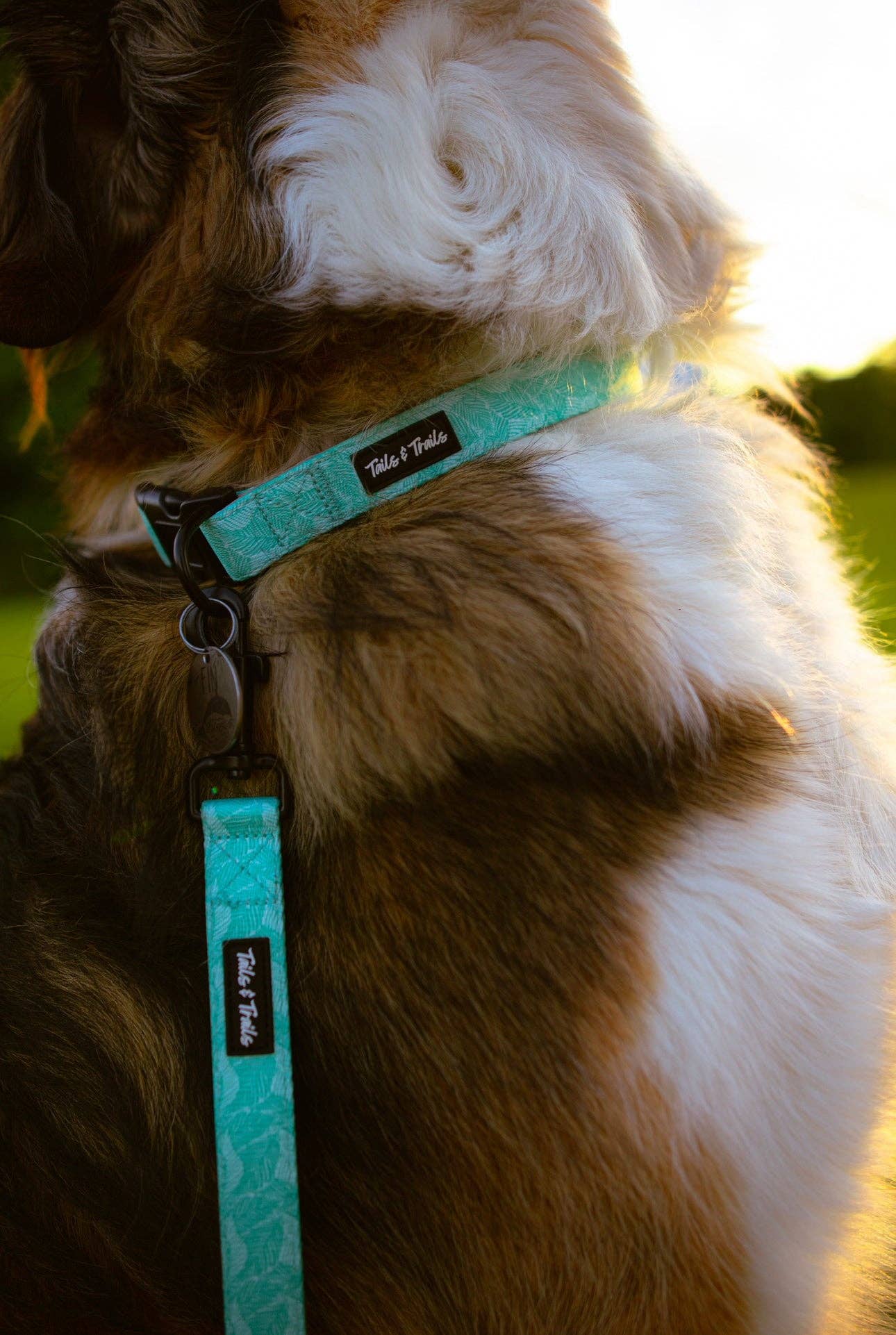 Island Trail Dog Collar: Medium