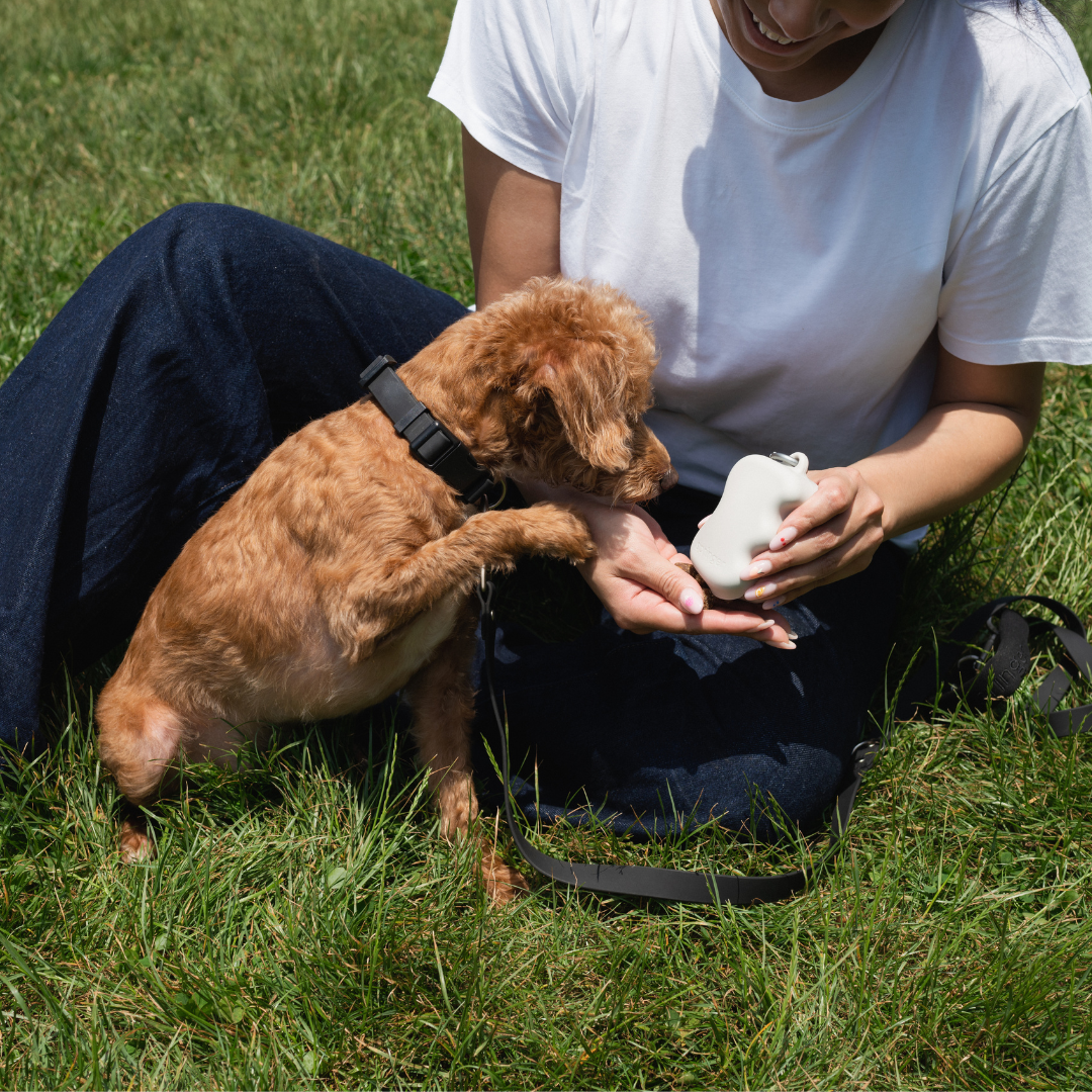 Springer Squeeze Silicone Dog Treat Dispenser