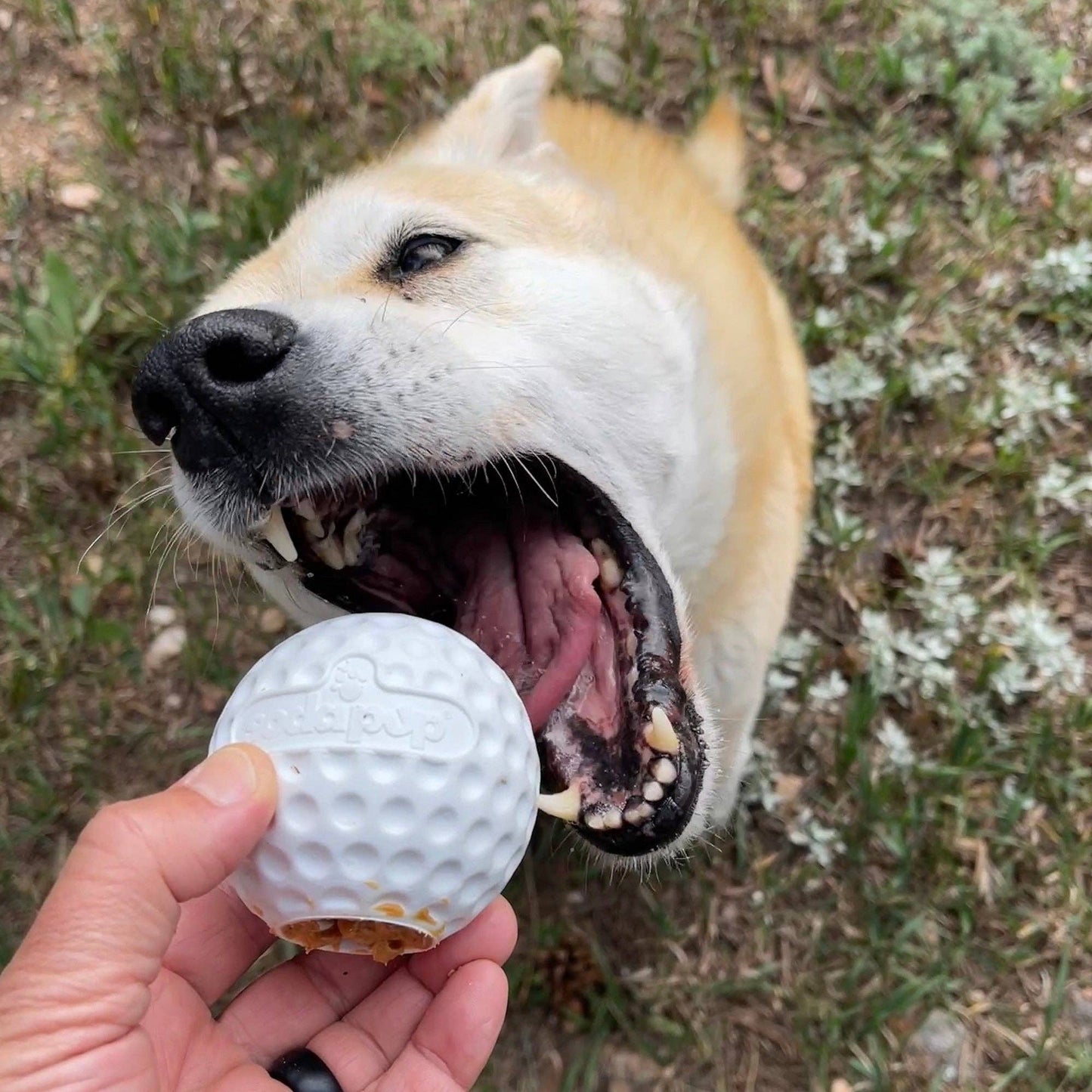 Golf Ball Rubber Toy