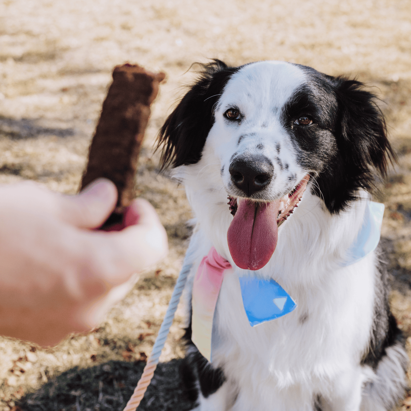 Leash & Load Beef Superfood Jerky Bars for Dogs 5oz
