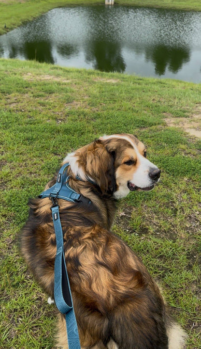 Evergreen Adventure Dog Harness