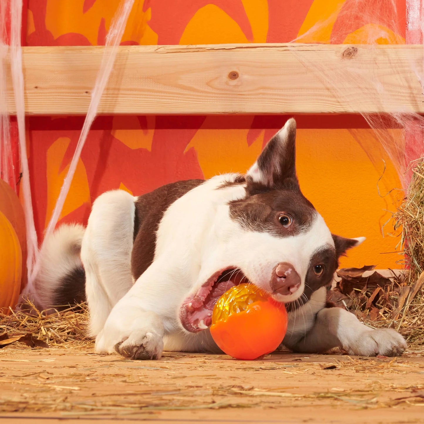 Bark Pumpkin Prodigy Dog Toy