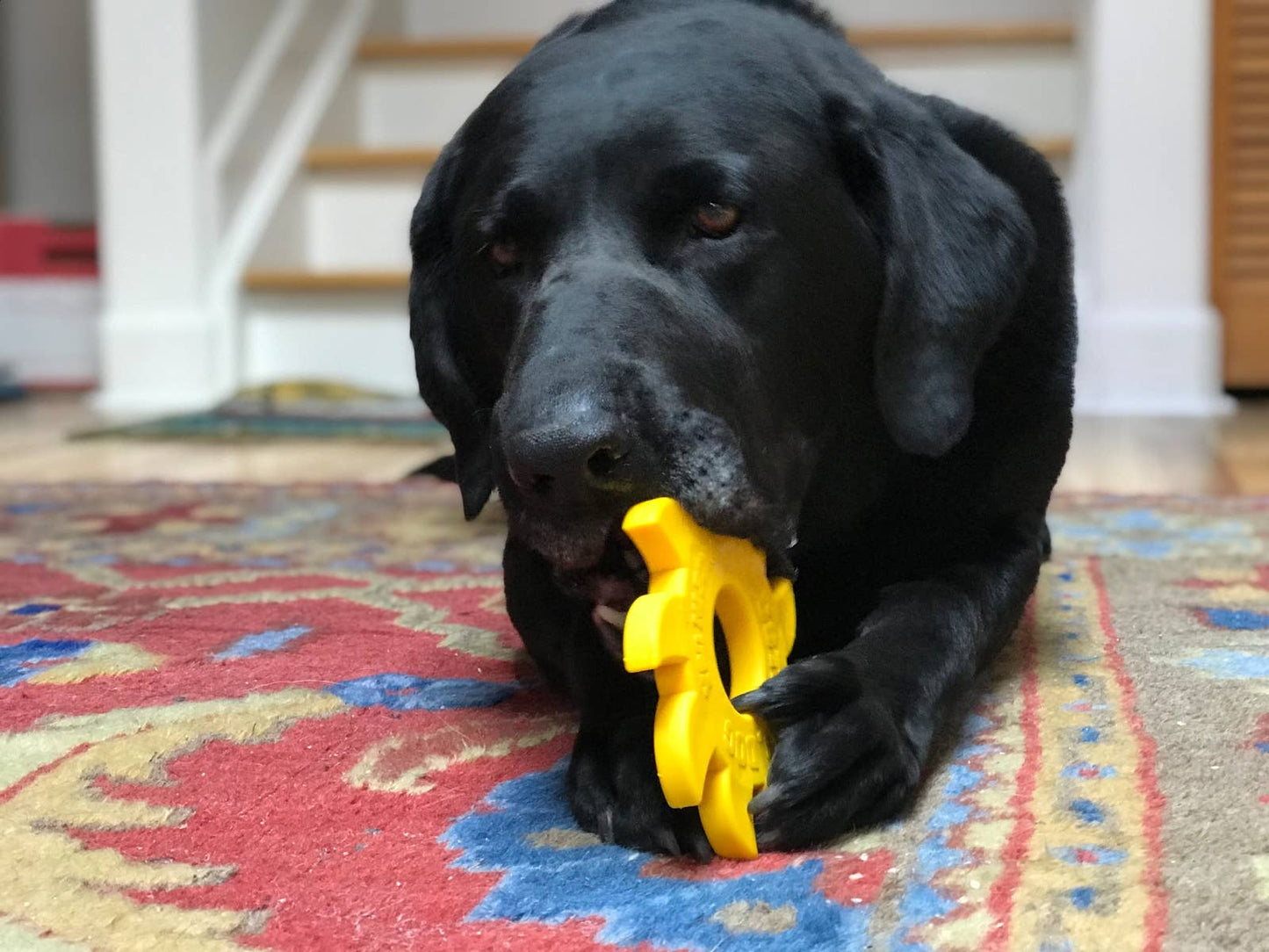 Nylon Circular Saw Blade Chew Toy