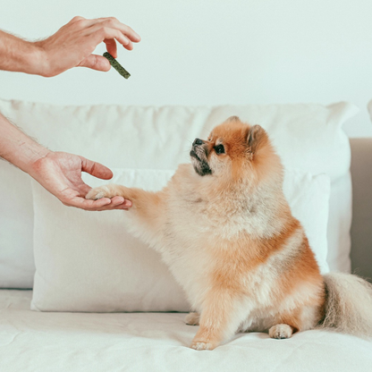 Gogoma Spirulina + Coconut Whole Food Dog Treat for Immunity