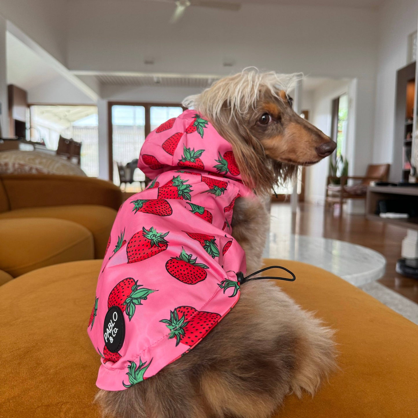 Strawberries / Cherry: Reversible Dog Raincoat