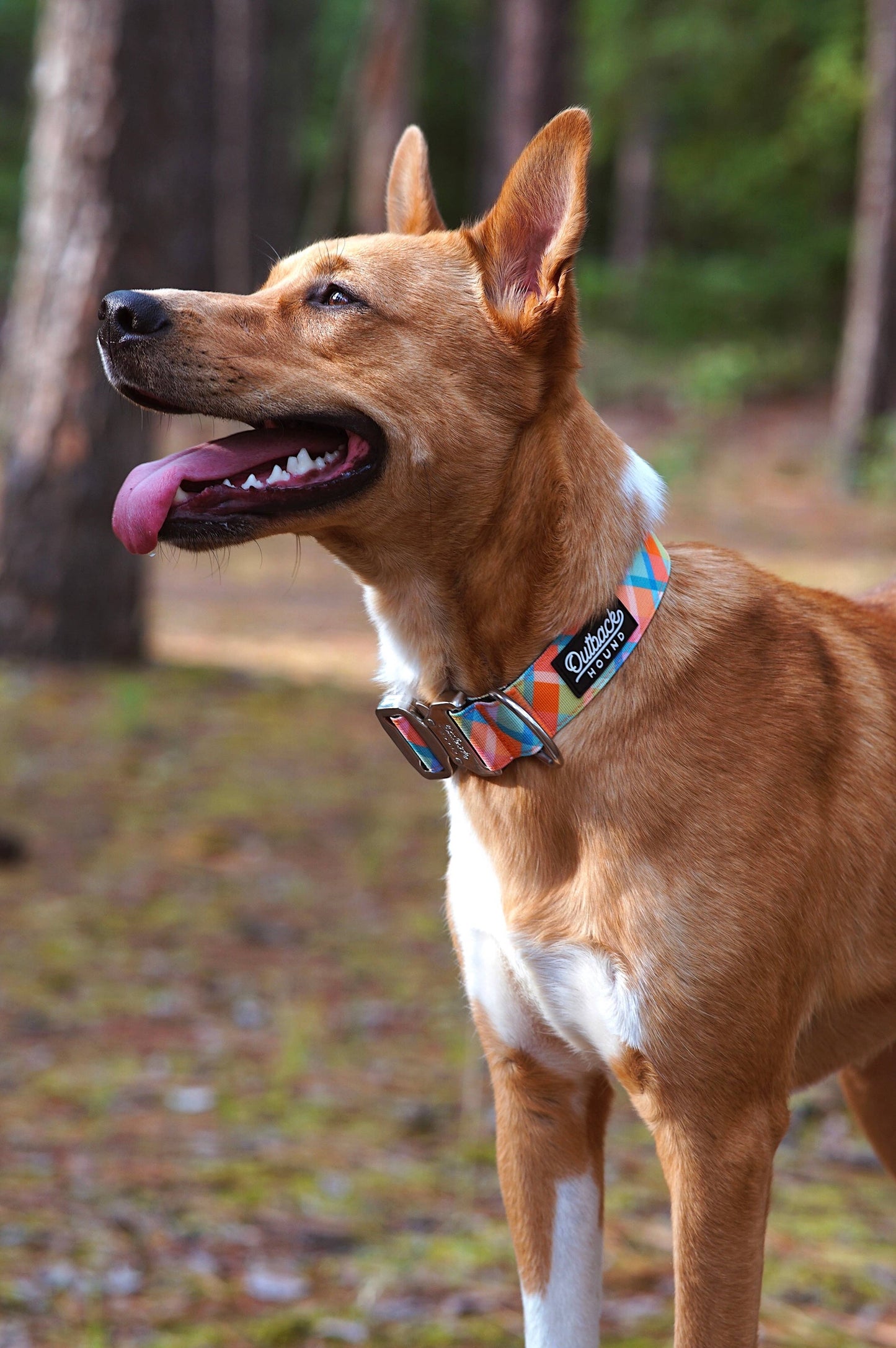 Summer Plaid Dog Collar