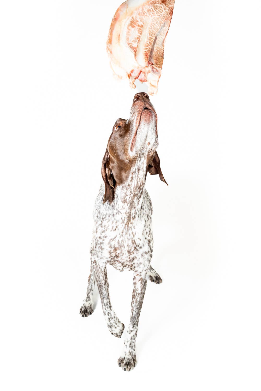Winnie Lou Bison Scapula Chews
