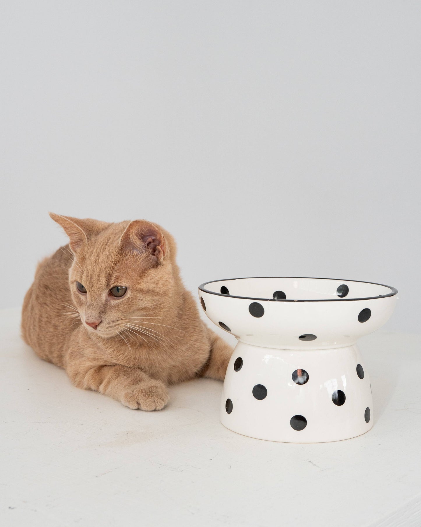 Cat Ceramic Bowl - White & Black Polka Dot