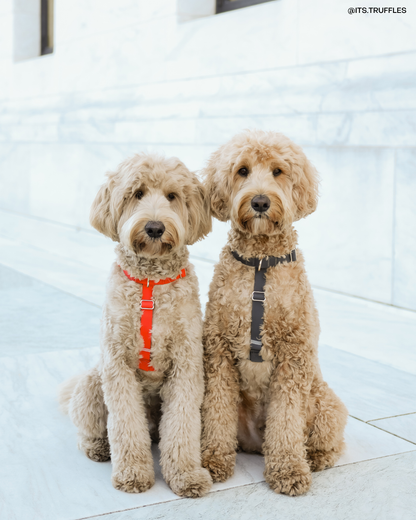 Sunny Tails Ember Black Cloud Lite Dog Harness