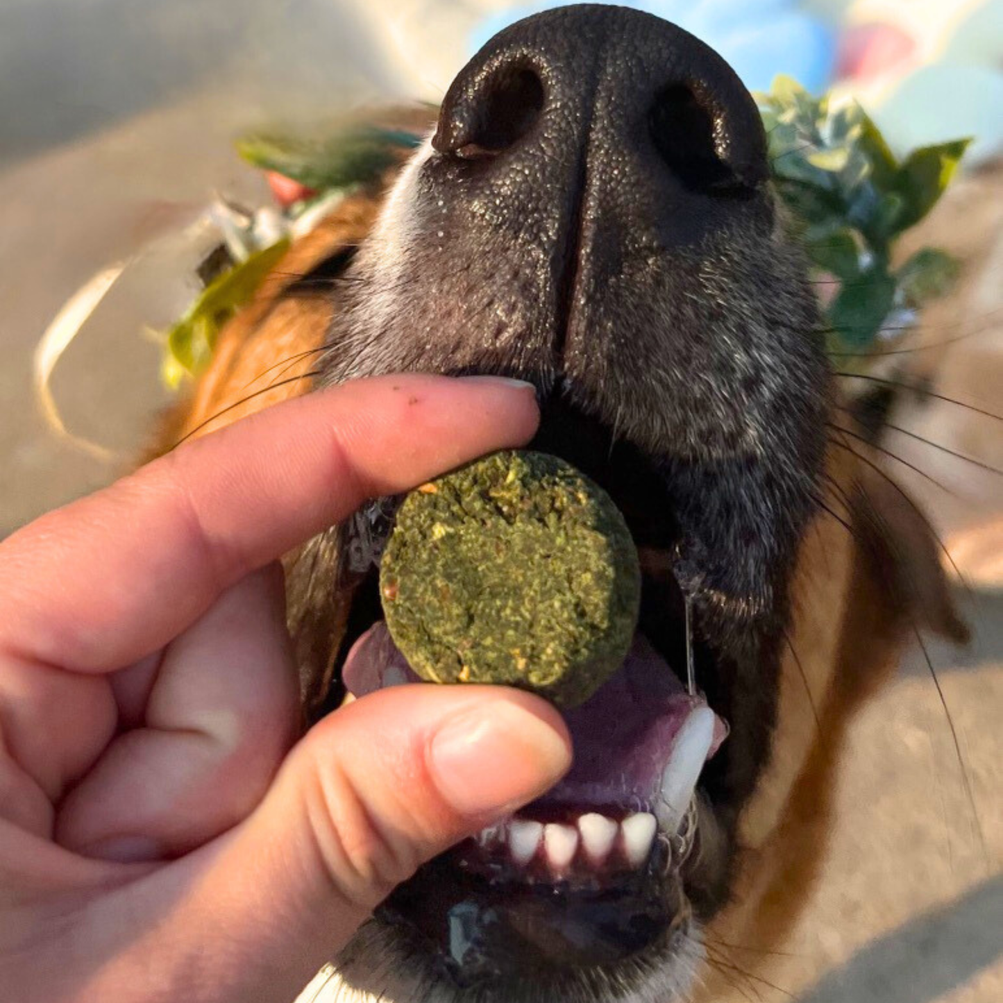 Veggie Dailies Kale Carrot Spirulina Dog Treats