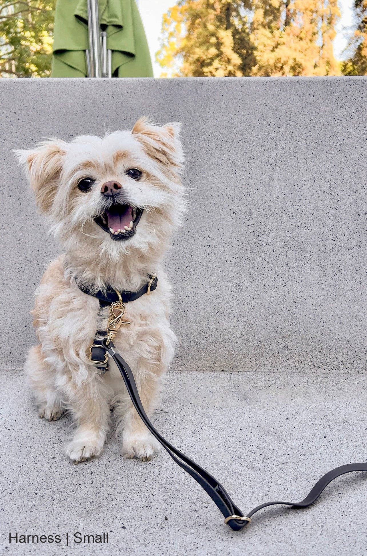 Sunny Tails Ember Black Cloud Lite Dog Harness