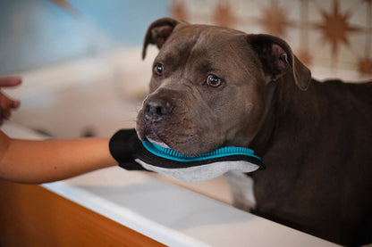 Messy Mutt Reversible Silicone Pet Grooming Glove