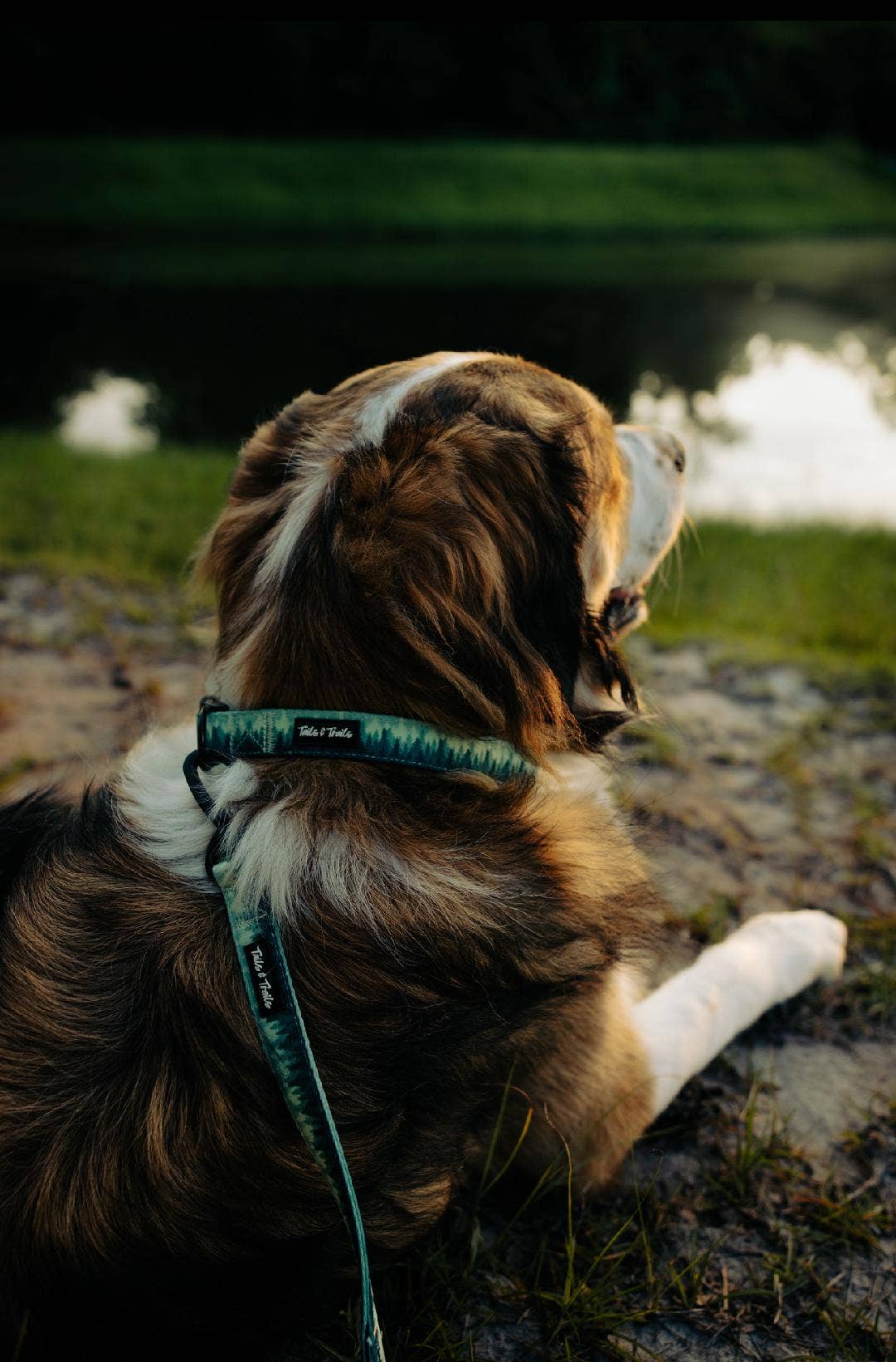 Forrest Trail Collar: Medium