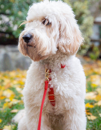 Dog Leash Waterproof - Cherry Red |5 FT