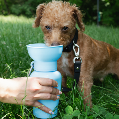 Springer Dog Travel Water Bottle, 20oz