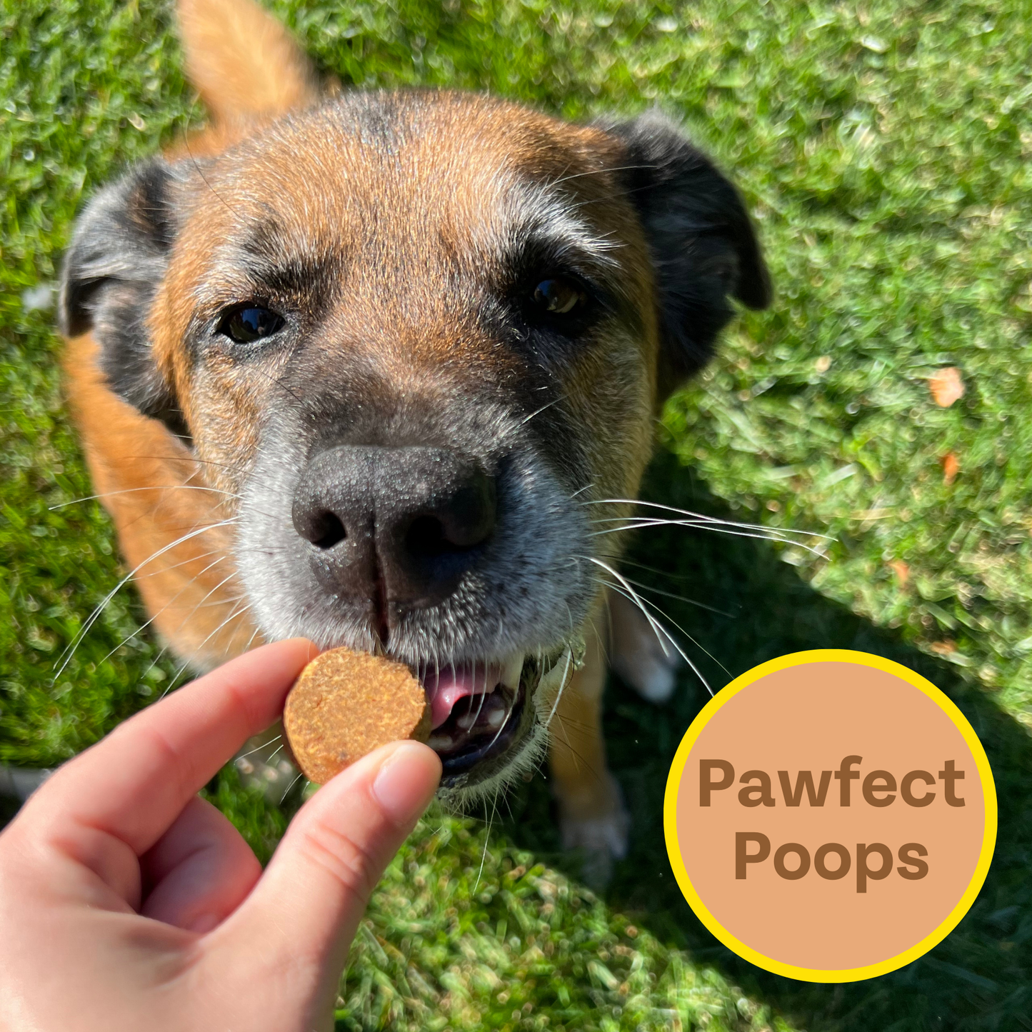 Chippin Superfood Gut-Health Peanut Butter Cricket Pumpkin Treats
