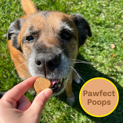 Chippin Superfood Gut-Health Peanut Butter Cricket Pumpkin Treats